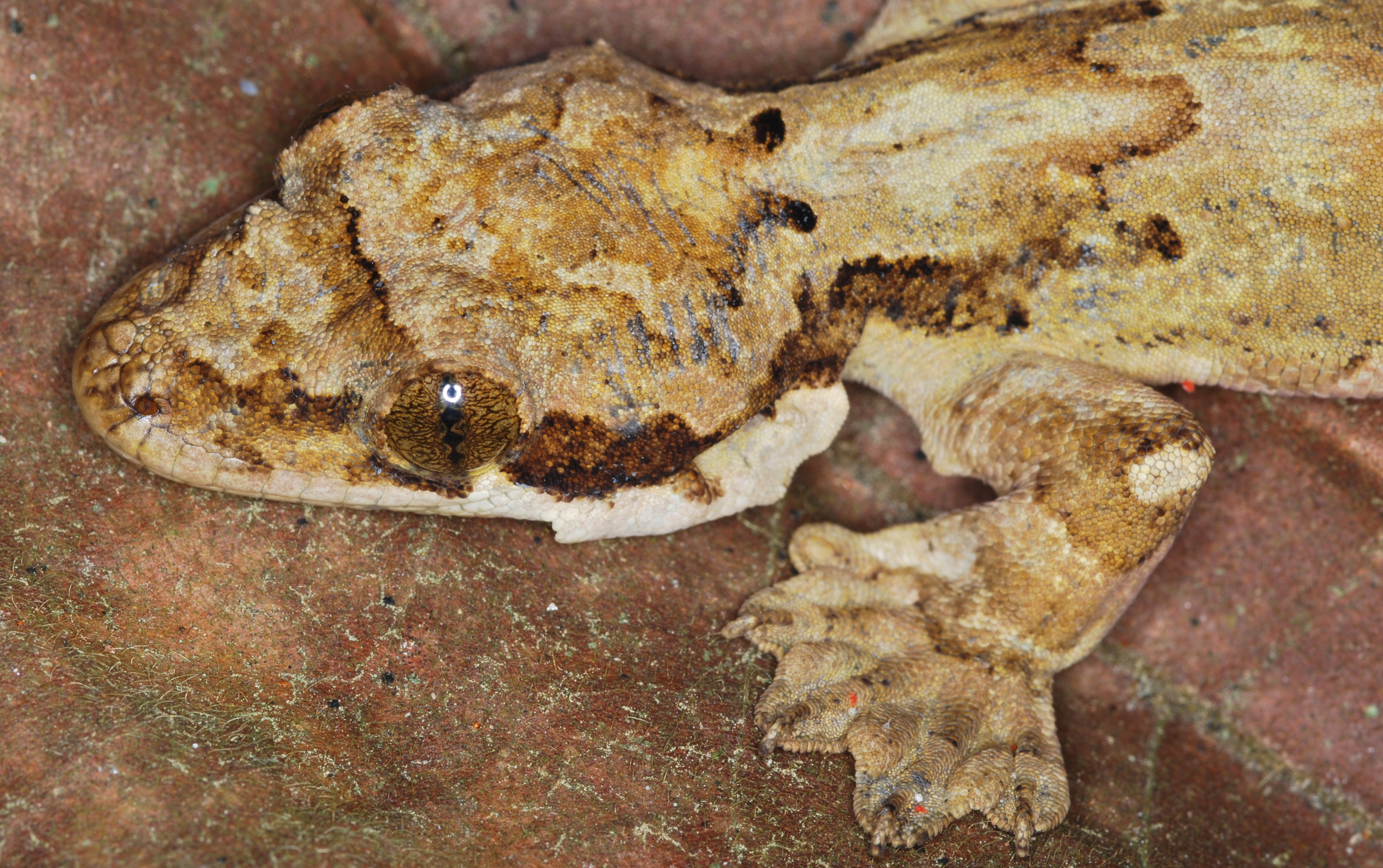 New species of flying geckos uncovered in Mizoram