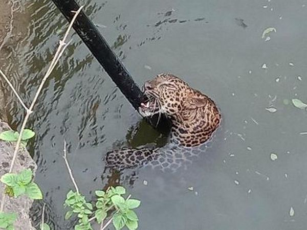 Maharashtra: 4-year-old leopard rescued from well in Pune's Shirur Taluka