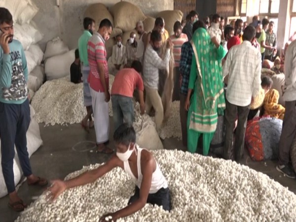 Farmers in J-K's Udhampur generate good revenue from sale of cocoons through auction