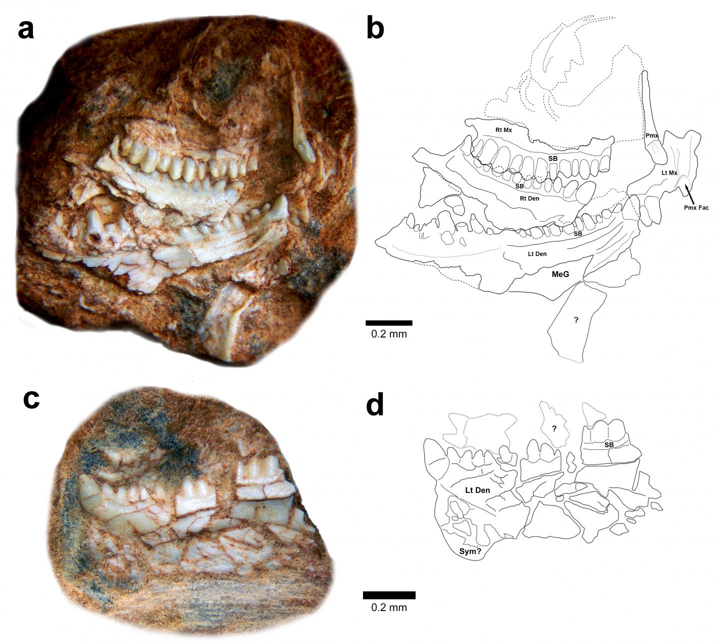 oldest dinosaur bones