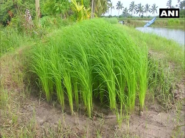 Cultivation of GI-tagged Pokkali rice hit due to COVID-19 lockdown in Kerala