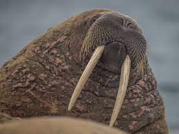 Walrus spotted in Normandy port, miles from polar circle habitat