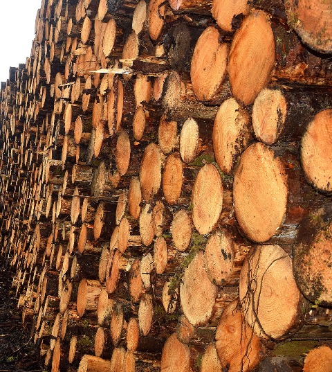 New bill introduced to counter trade in illegally harvested timber