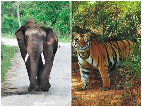 Centre releases over Rs 35 crores to Odisha for tiger, elephant conservation