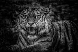 Scientists unravel mystery behind Odisha’s ‘black tigers’
 
