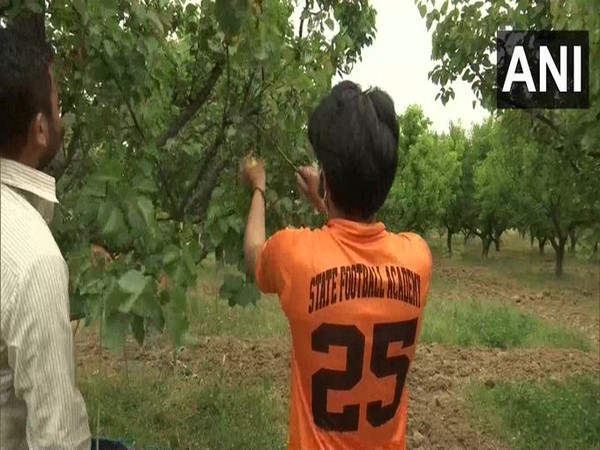 35 MT fresh apricots exported from Ladakh to Singapore, Mauritius, Vietnam in 2022 season