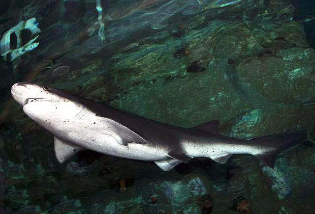 In San Francisco Bay, ecologists work to protect sevengill sharks