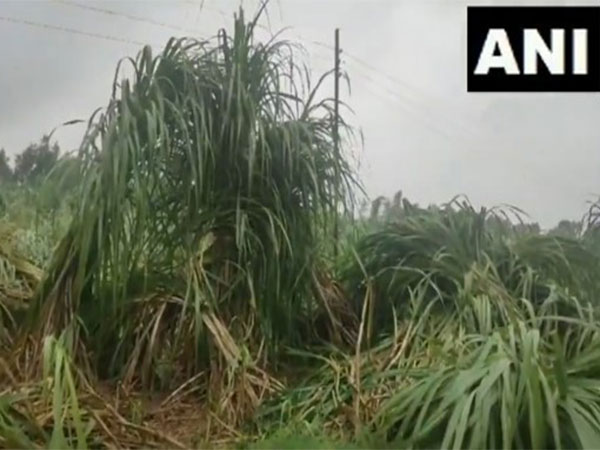 Farmers Face Devastating Crop Damage Amid Heavy Rain and Strong Winds