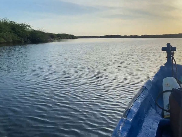 Thoothukudi's Mangrove Revival: A Race Against Floods