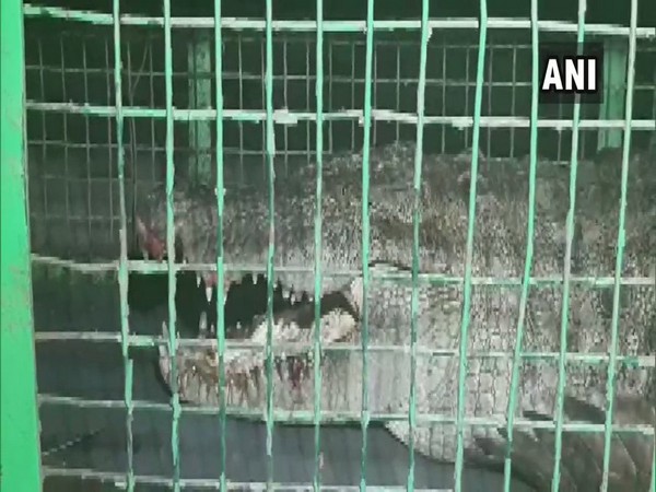 8-feet long crocodile rescued in Vadodara