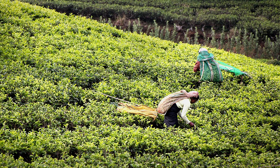 Lock out in Dooars' largest tea estate