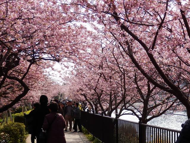 Cherry Blossom festival draws lots of tourists: Meghalaya CM