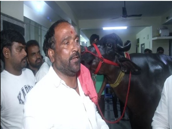 Hyderabad gears up for the Sadar festival--a carnival of buffaloes