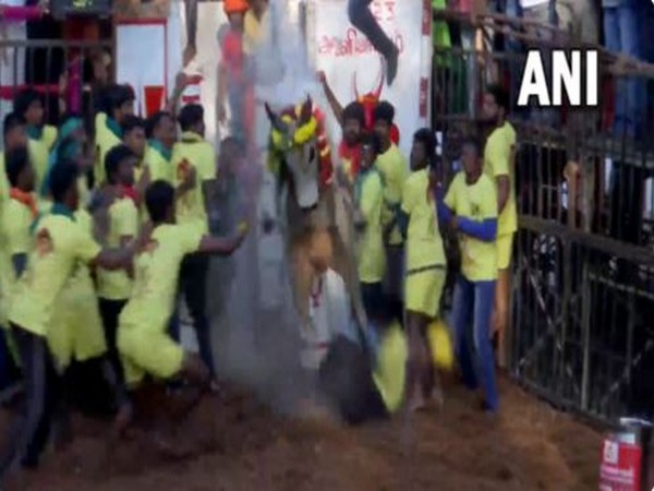 Tamil Nadu: 'Jallikattu 2023' event beings in Madurai's Avaniyapuram