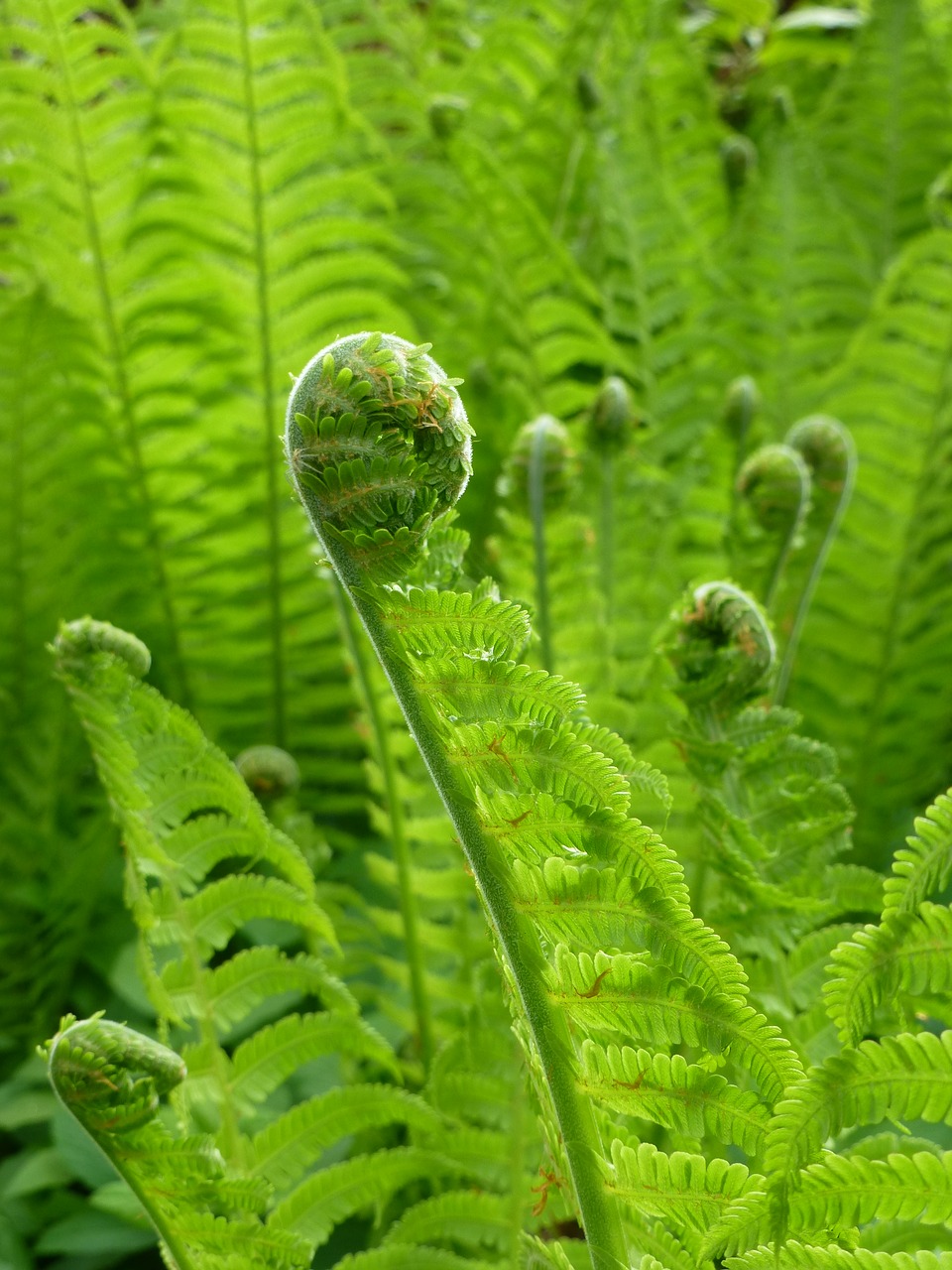 64 new fern species spotted in Arunachal Pradesh