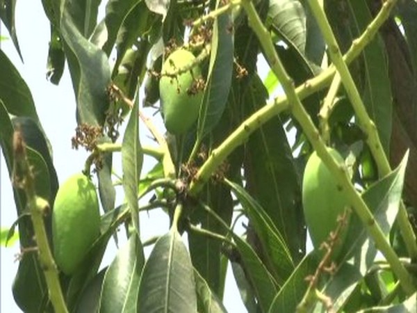 FEATURE-Triple threat: Pakistan's mango growers face a sticky season