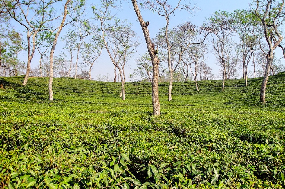 Business-Tea industry seeks exemption of TDS on cash withdrawal