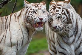 White tigers charm visitors as Sofia Zoo reopens after coronavirus shutdown