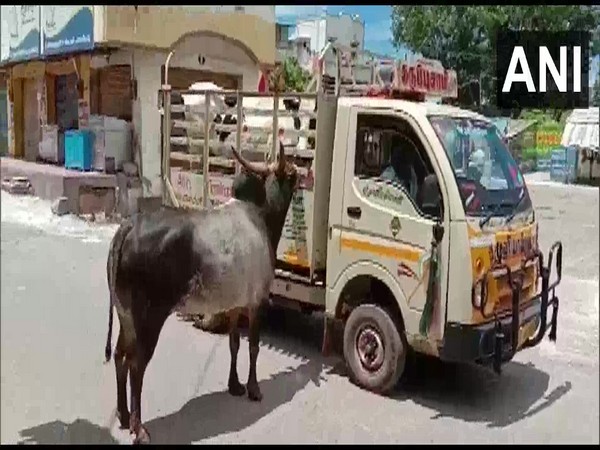 Tamil Nadu: Bull, cow reunited after a video of their affection goes viral in Madurai 