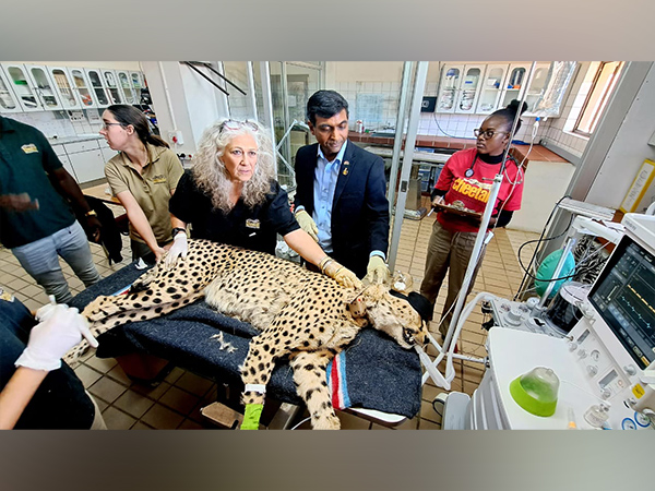 African Cheetahs get health checkups as MP's Kuno National Park awaits their arrival  
