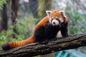 ZSI to collaborate with Bhutan for red panda conservation