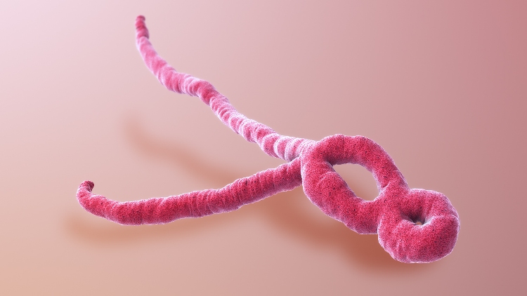 New experimental drug can protect against all forms of deadly Ebola virus