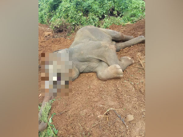 U'khand: Elephant killed in battle of supremacy Rajaji Tiger Reserve
