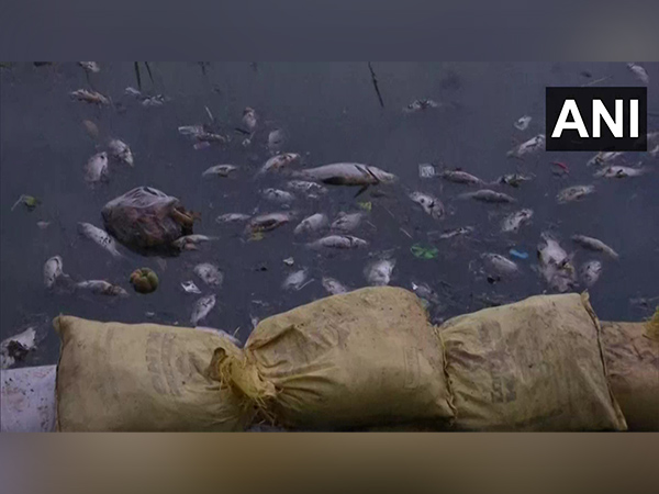 Dead fish found floating in Bengaluru's Haralur Lake 