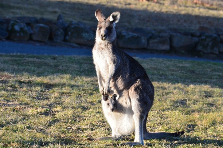 Australia: Kangaroo attacks couple, wife hospitalized