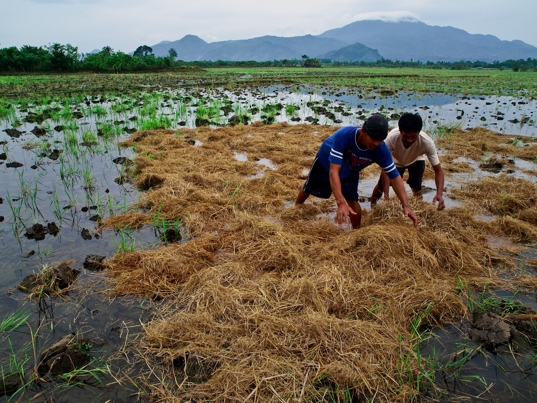 International Rice Research Institute secures huge funding to fight climate change 