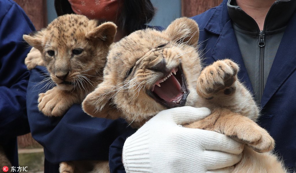 Bengal tiger cubs draws attention of Chinese public at Yunnan Zoo, Kunming