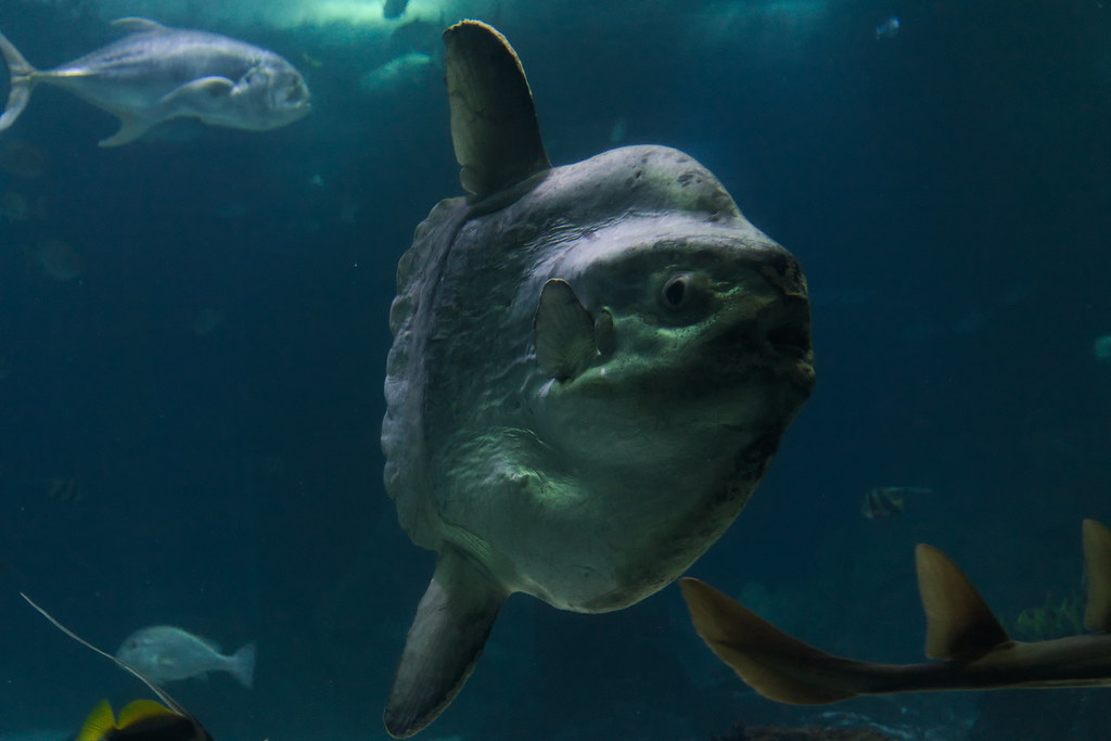 Odd News Roundup: Record 2-tonne sunfish found off the coast of Ceuta; Cyprus's homage to the humble spud goes viral