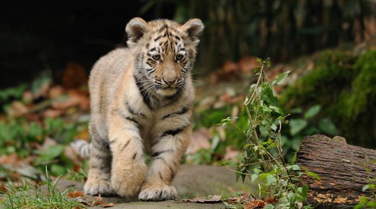 Three tiger cubs killed in Maharashtra's Chandrapur 