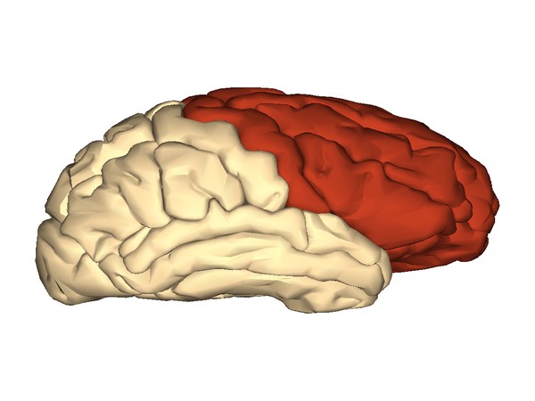 Study finds conscious perception occurs outside the visual system