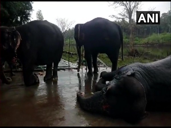 TN: 48-day temple elephant rejuvenation camp begins