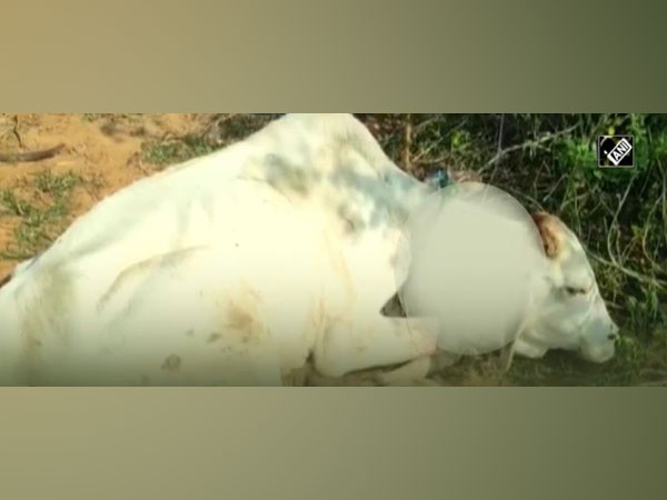 Distressed Cow Rescued from Sewer Pit in Noida