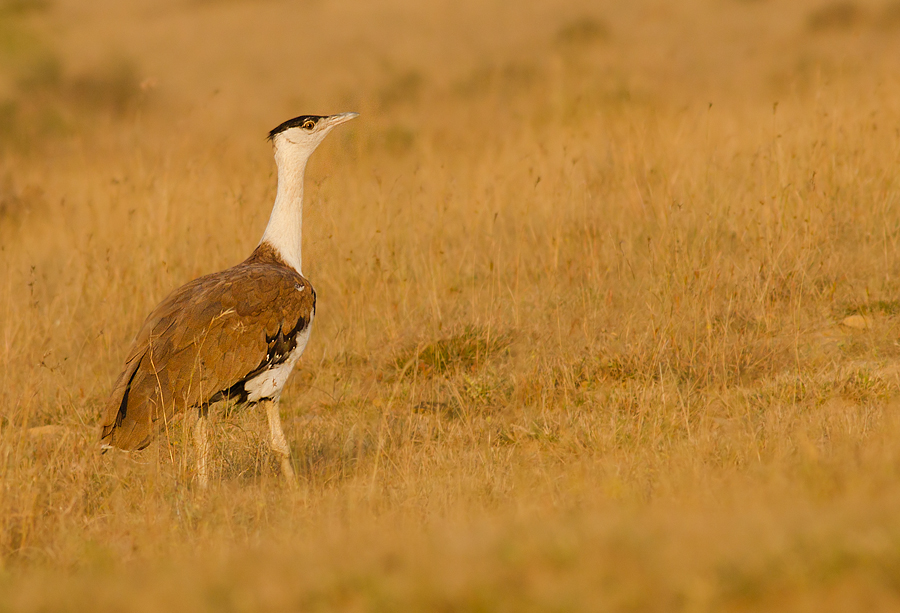 Maharashtra govt offers support to Great Indian Bustards and Lesser Floricans birds