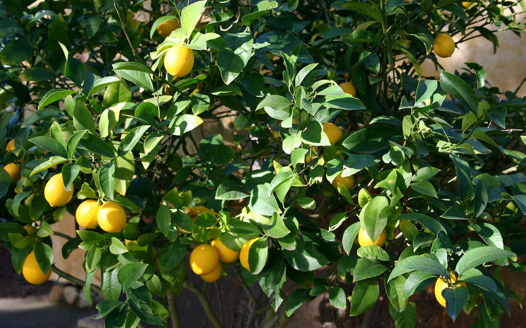 Maha: 'Citrus estate' for sweet lime cultivation to come up in Paithan