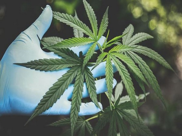 Influence of genetics on cannabis dependence in adolescent females: Study