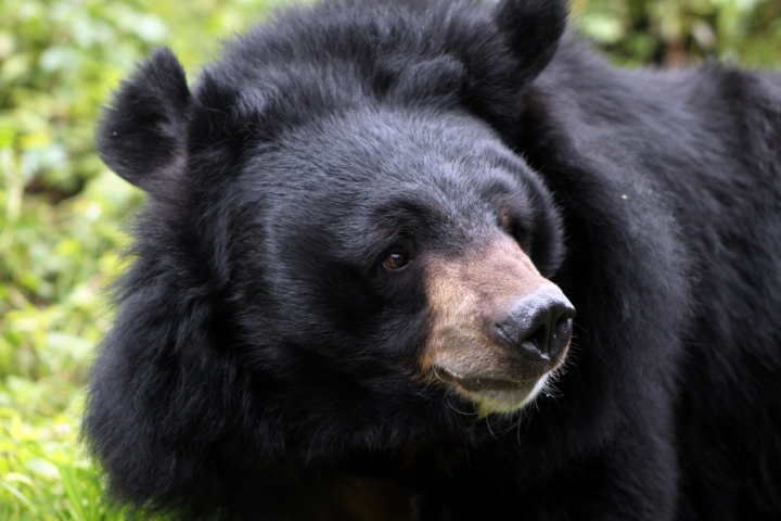 Bear strays into West Bengal town