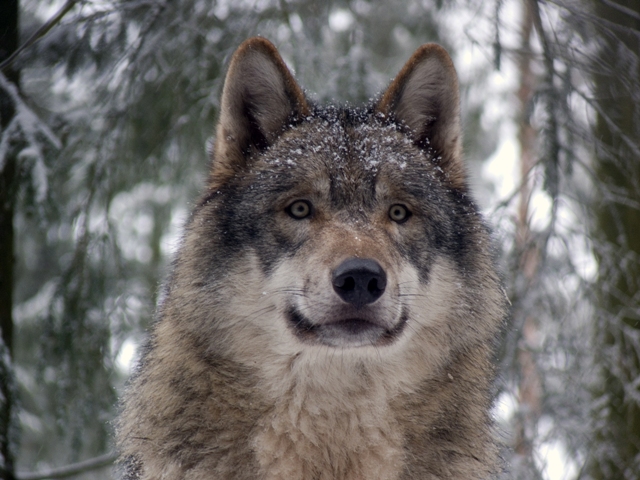 Rare wolf killed in Bangladesh after first appearance in decades