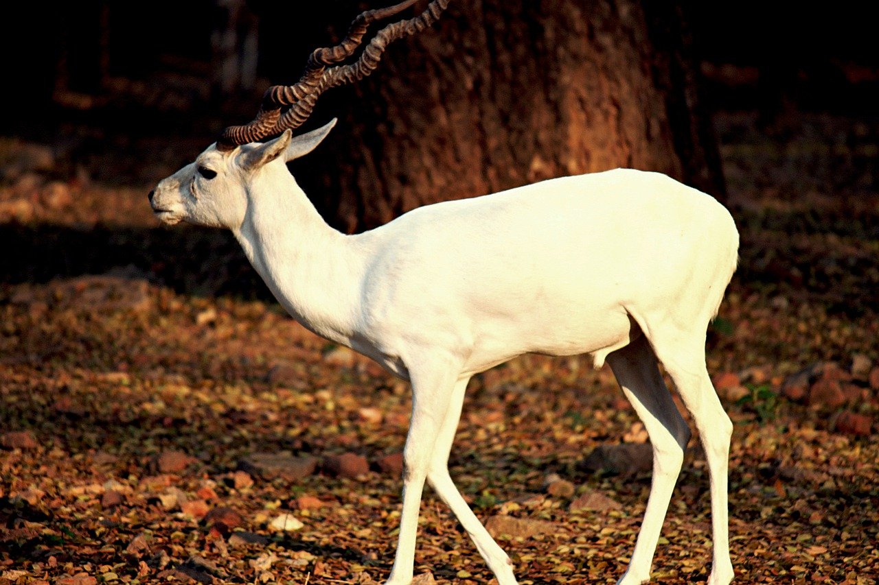 Rare white deer spotted in Assam s Kaziranga National Park