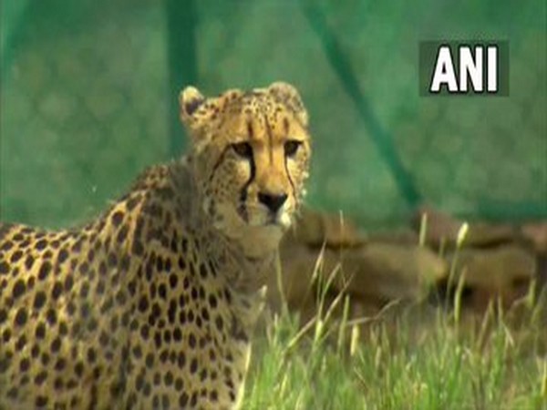 Reports attributing some cheetah deaths to radio collar use speculative: Govt