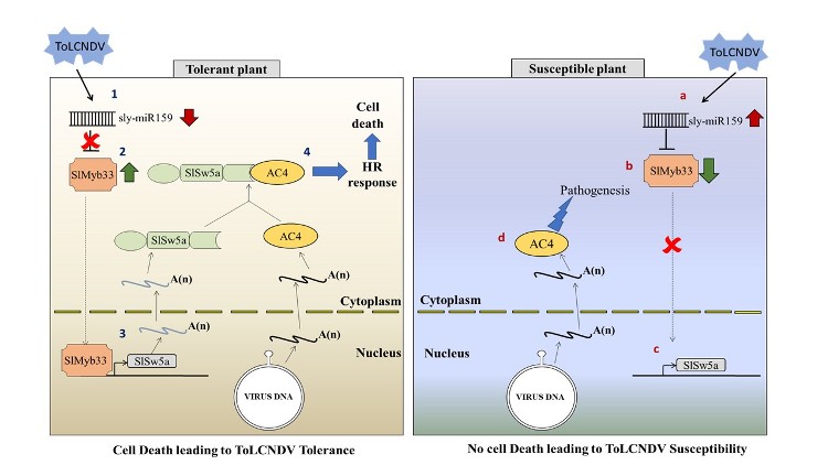 NIPGR reports defense strategy deployed by resistant tomato cultivar against ToLCNDV