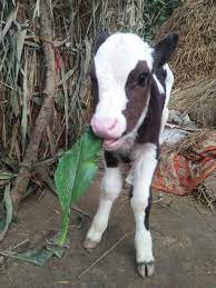 Two-Headed Calf in Mangaluru Captures Local and Veterinary Attention