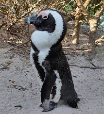 African penguins endangered by shipping noise in Algoa Bay 