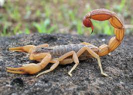 Odd News Roundup: Turkish scorpion farmer milks arachnids for their expensive venom