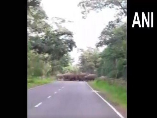 Commuters delighted as elephant herd crosses national highway in Odisha's Dhenkanal 