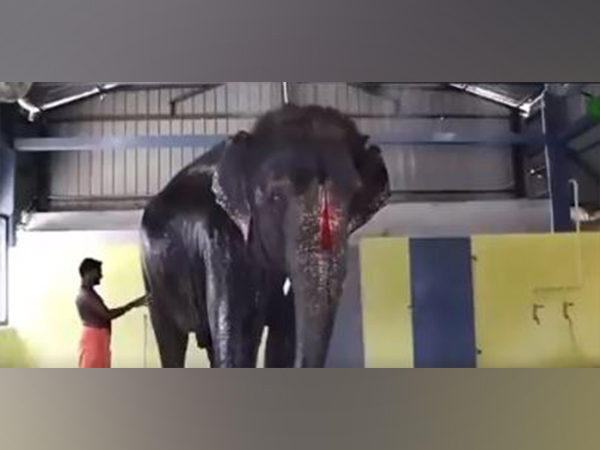 Elephant custody case: Tamil Nadu refuses to return temple elephant Joymala to Assam
