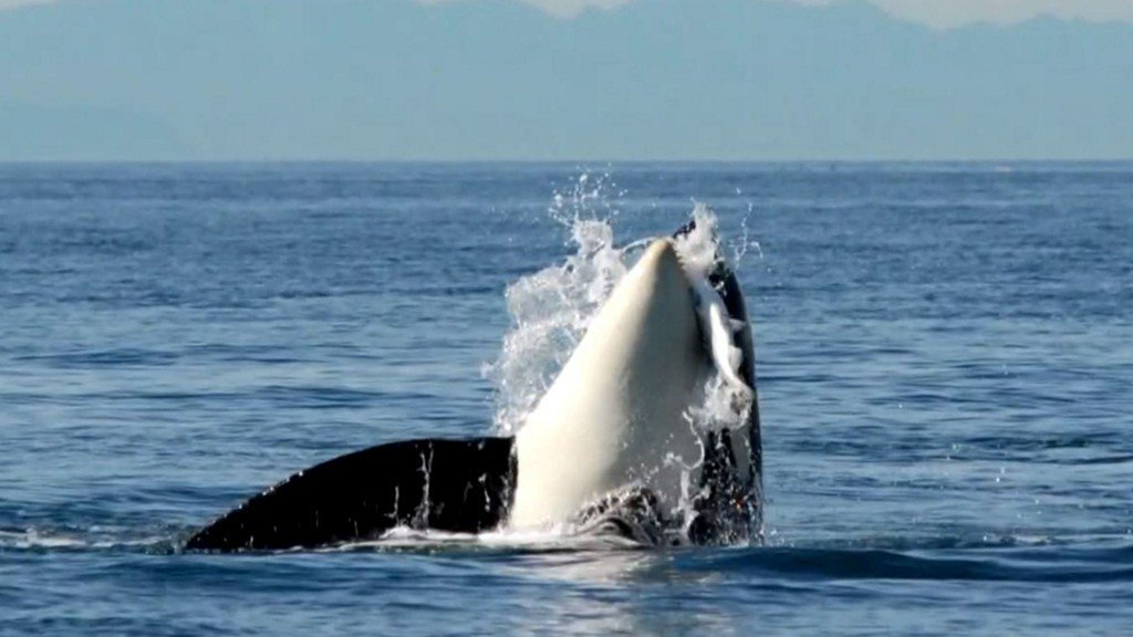 Online comprehensive handbook to popularise whale watching 